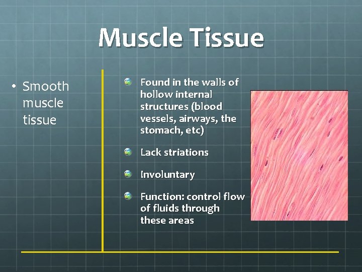 Muscle Tissue • Smooth muscle tissue Found in the walls of hollow internal structures