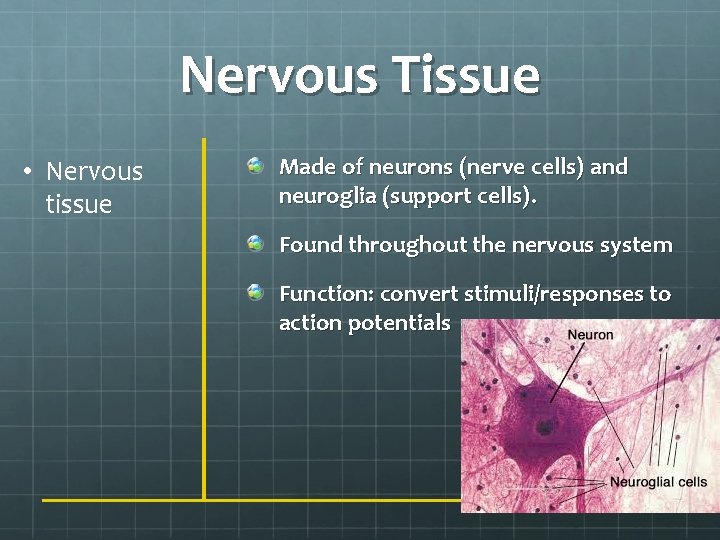 Nervous Tissue • Nervous tissue Made of neurons (nerve cells) and neuroglia (support cells).