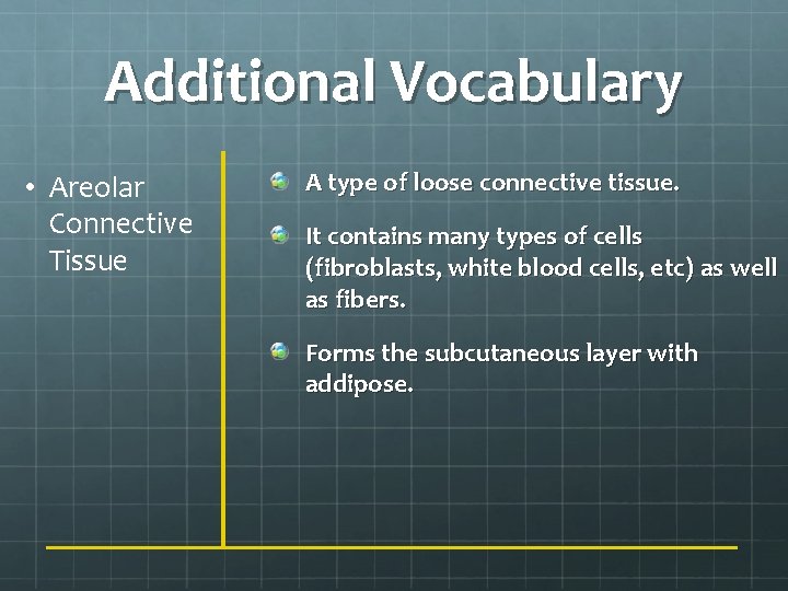 Additional Vocabulary • Areolar Connective Tissue A type of loose connective tissue. It contains