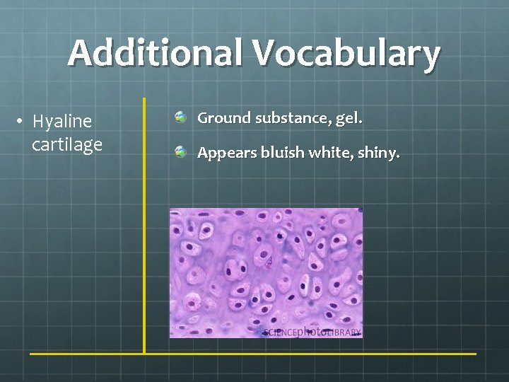 Additional Vocabulary • Hyaline cartilage Ground substance, gel. Appears bluish white, shiny. 