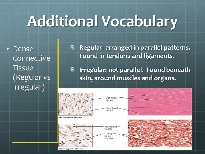 Additional Vocabulary • Dense Connective Tissue (Regular vs Irregular) Regular: arranged in parallel patterns.