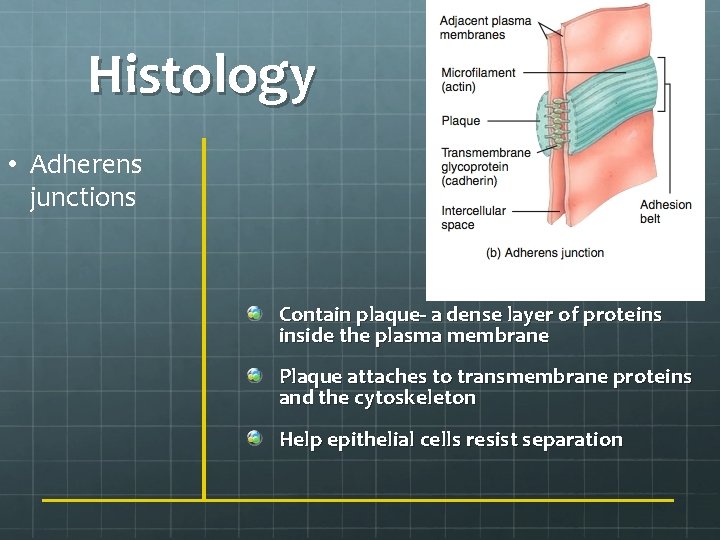 Histology • Adherens junctions Contain plaque- a dense layer of proteins inside the plasma