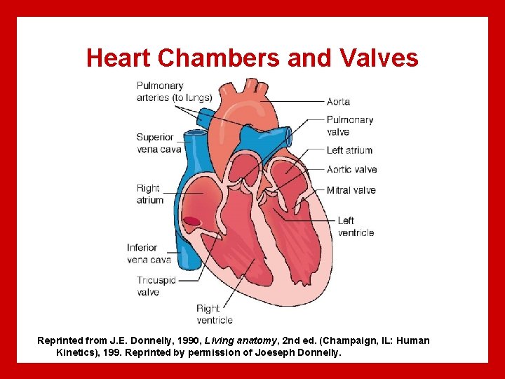 Heart Chambers and Valves Reprinted from J. E. Donnelly, 1990, Living anatomy, 2 nd