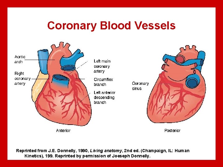 Coronary Blood Vessels Reprinted from J. E. Donnelly, 1990, Living anatomy, 2 nd ed.