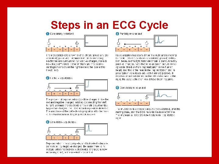 Steps in an ECG Cycle 