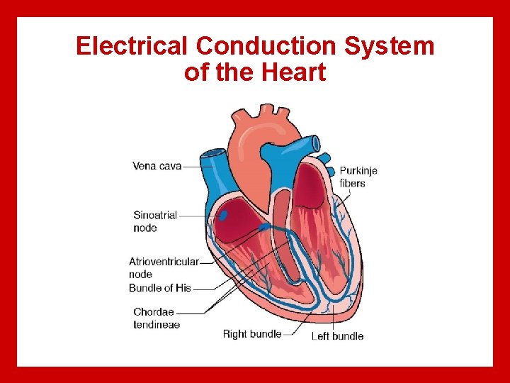 Electrical Conduction System of the Heart 
