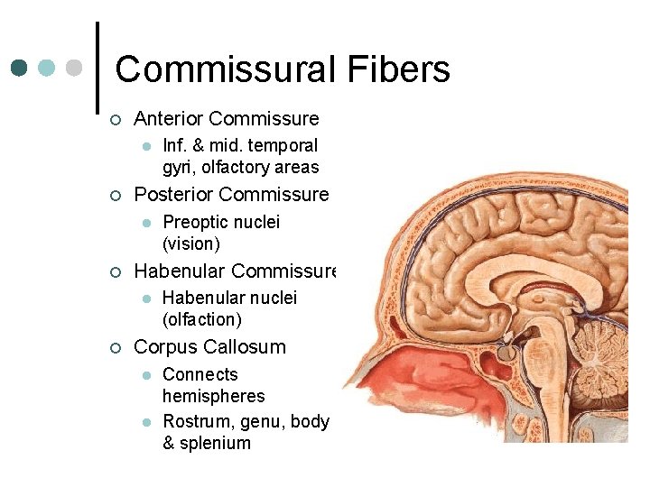 Cerebral Cortex Comparative Anatomy human cat rat Human