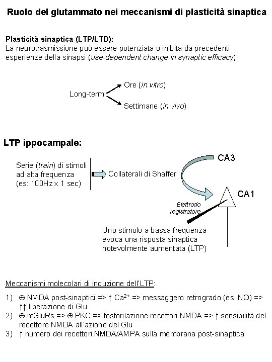 Ruolo del glutammato nei meccanismi di plasticità sinaptica Plasticità sinaptica (LTP/LTD): La neurotrasmissione può