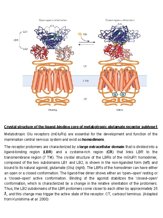 G G Crystal structure of the ligand-binding core of metabotropic glutamate receptor subtype 1