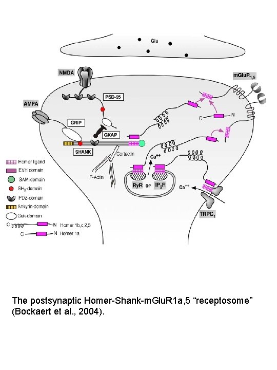 The postsynaptic Homer-Shank-m. Glu. R 1 a, 5 “receptosome” (Bockaert et al. , 2004).