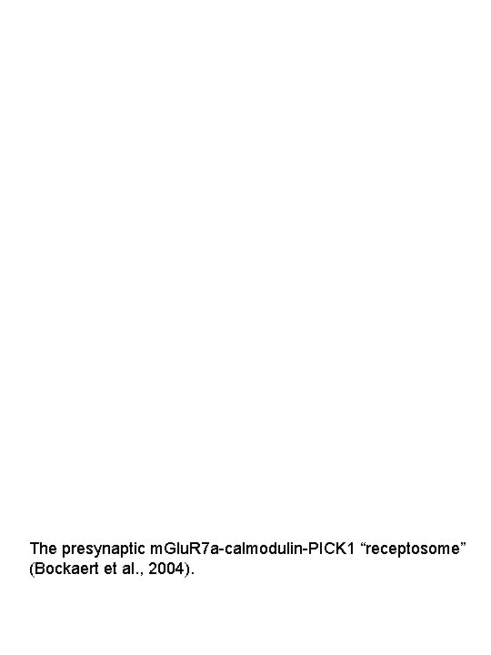 The presynaptic m. Glu. R 7 a-calmodulin-PICK 1 “receptosome” (Bockaert et al. , 2004).