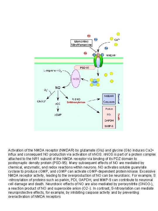 Activation of the NMDA receptor (NMDAR) by glutamate (Glu) and glycine (Gly) induces Ca