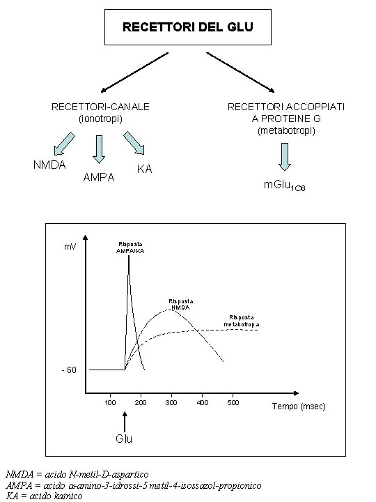 RECETTORI DEL GLU RECETTORI-CANALE (ionotropi) NMDA RECETTORI ACCOPPIATI A PROTEINE G (metabotropi) KA AMPA