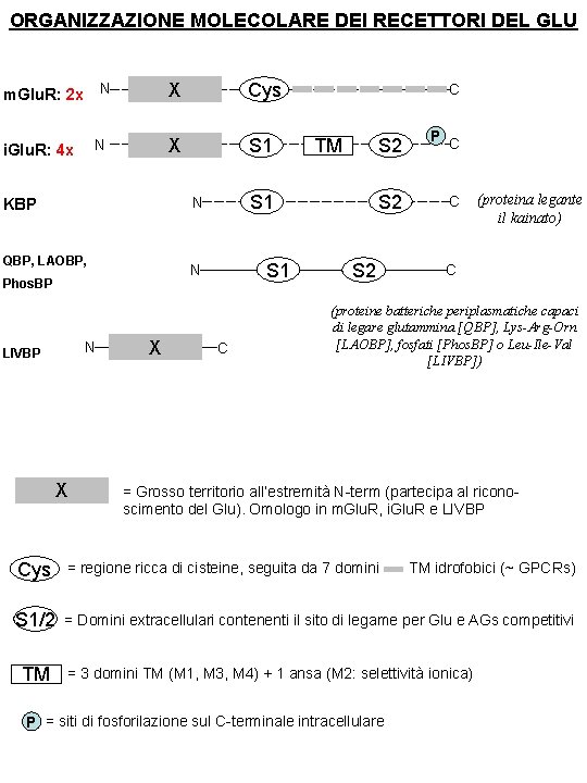 ORGANIZZAZIONE MOLECOLARE DEI RECETTORI DEL GLU m. Glu. R: 2 x N N i.