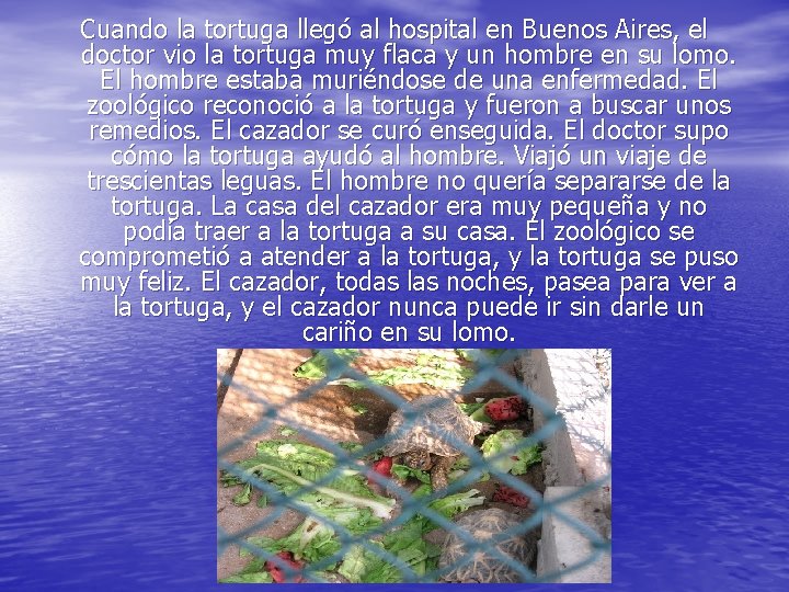 Cuando la tortuga llegó al hospital en Buenos Aires, el doctor vio la tortuga