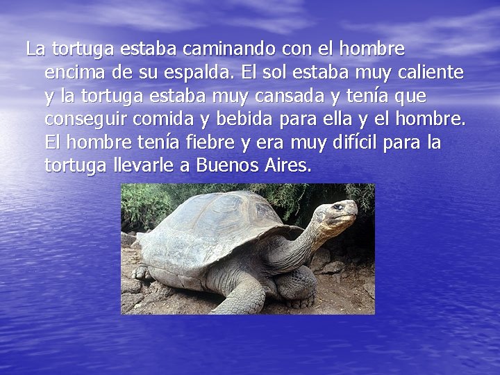 La tortuga estaba caminando con el hombre encima de su espalda. El sol estaba