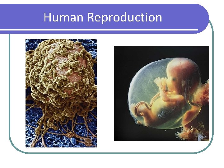 Human Reproduction 
