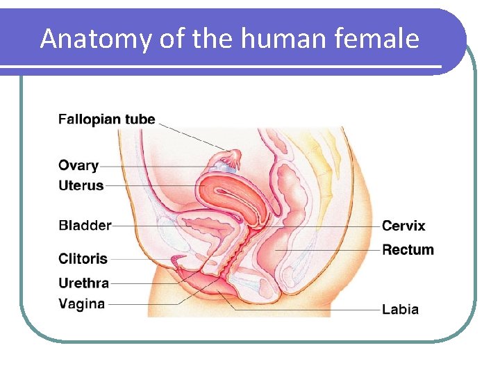 Anatomy of the human female 