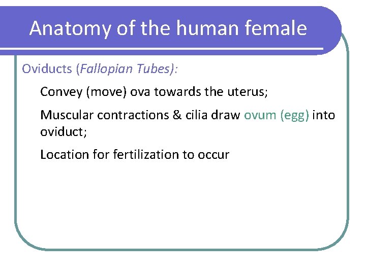 Anatomy of the human female Oviducts (Fallopian Tubes): Convey (move) ova towards the uterus;