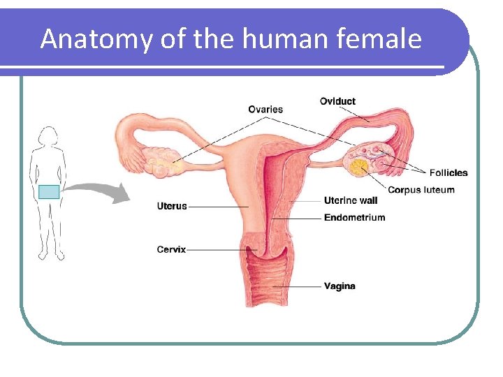 Anatomy of the human female 