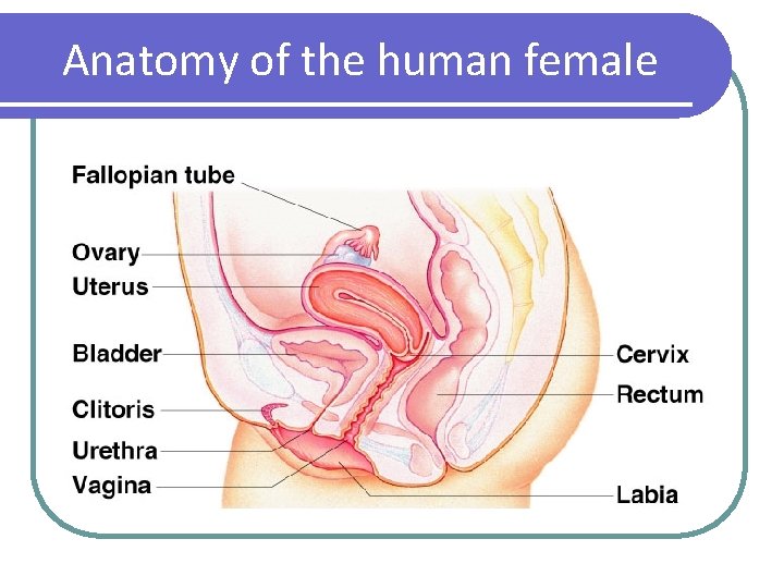 Anatomy of the human female 