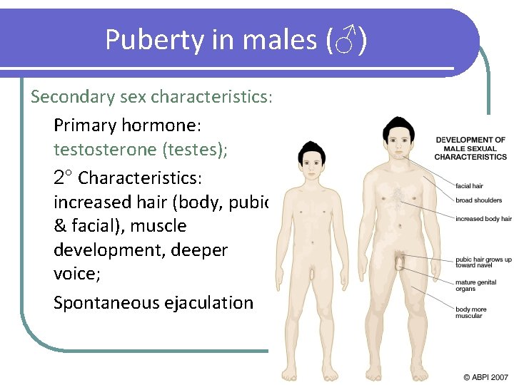 Puberty in males (♂) Secondary sex characteristics: Primary hormone: testosterone (testes); 2° Characteristics: increased