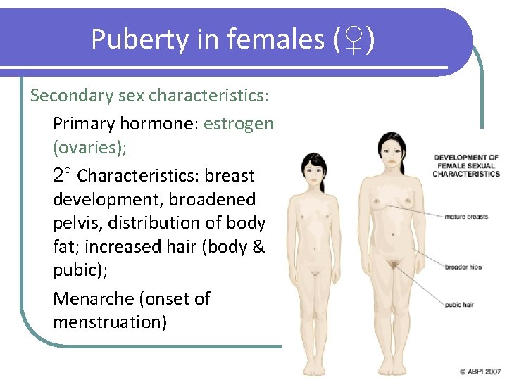 Puberty in females (♀) Secondary sex characteristics: Primary hormone: estrogen (ovaries); 2° Characteristics: breast