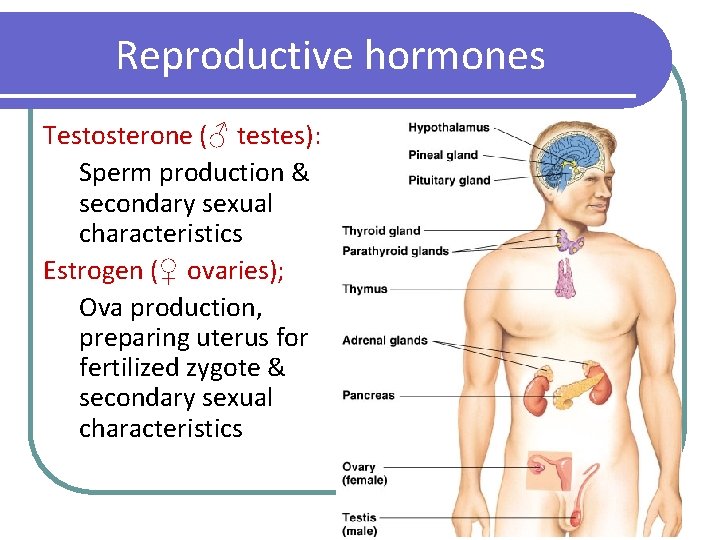Reproductive hormones Testosterone (♂ testes): Sperm production & secondary sexual characteristics Estrogen (♀ ovaries);