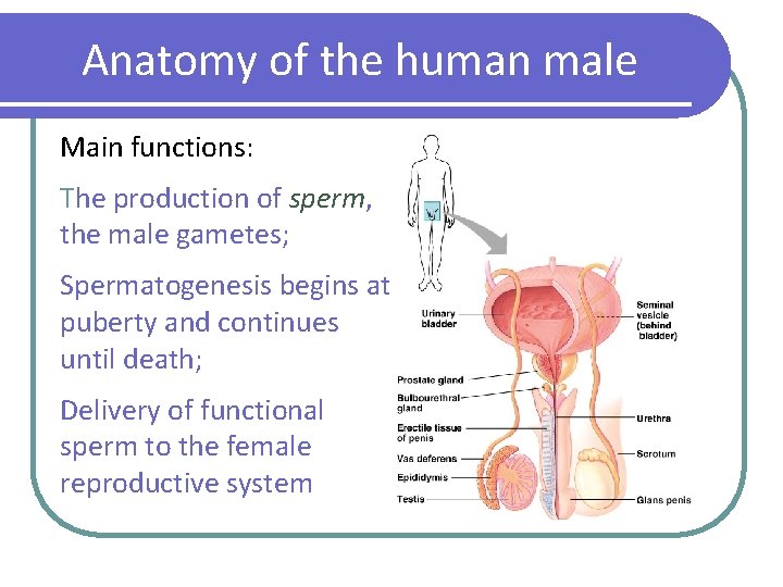 Anatomy of the human male Main functions: The production of sperm, the male gametes;