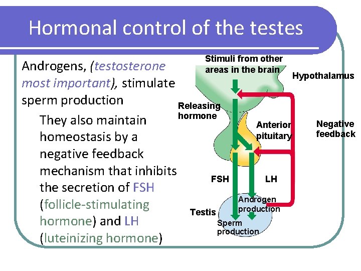Hormonal control of the testes Stimuli from other areas in the brain Androgens, (testosterone