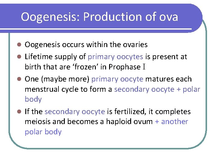 Oogenesis: Production of ova Oogenesis occurs within the ovaries l Lifetime supply of primary