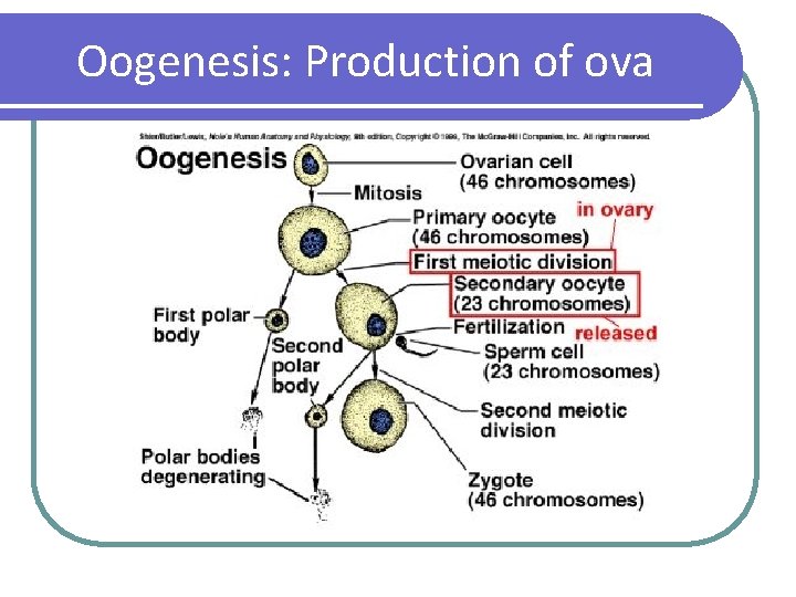 Oogenesis: Production of ova 