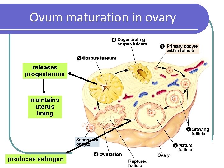 Ovum maturation in ovary releases progesterone maintains uterus lining produces estrogen 