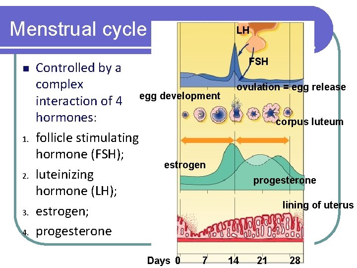 Menstrual cycle 1. 2. 3. 4. LH Controlled by a complex interaction of 4