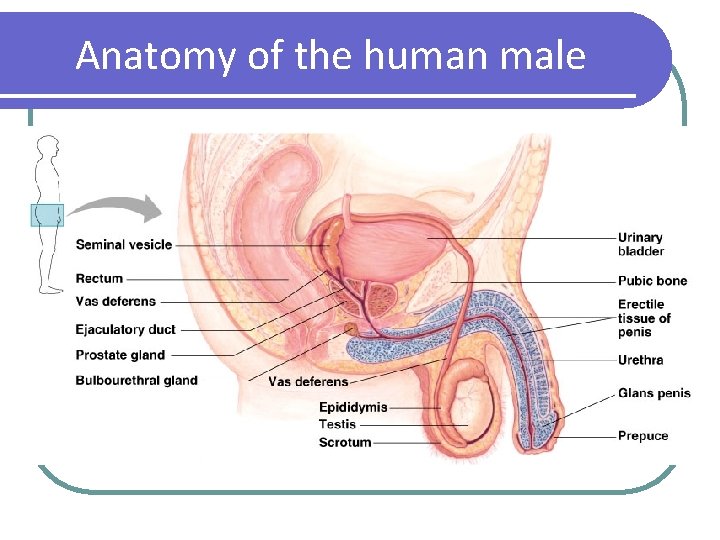 Anatomy of the human male 