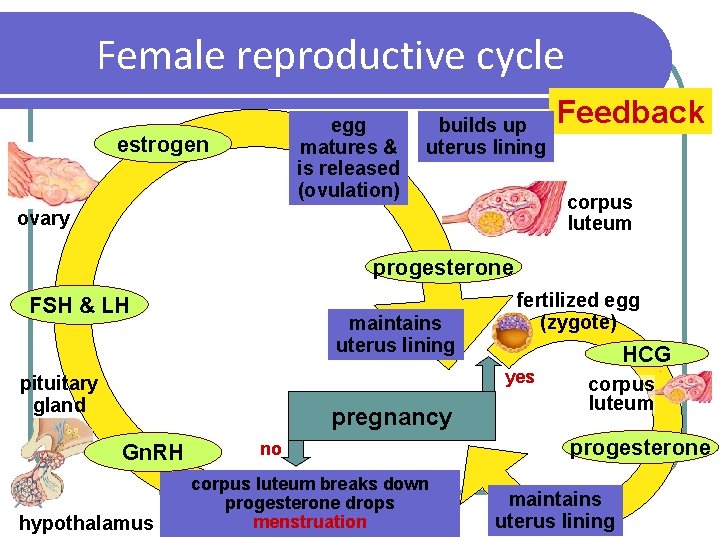 Female reproductive cycle egg matures & is released (ovulation) estrogen builds up uterus lining