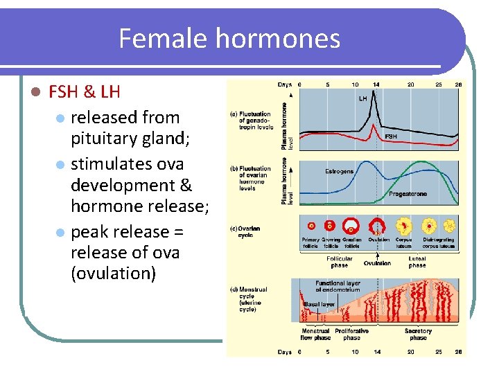Female hormones l FSH & LH l released from pituitary gland; l stimulates ova