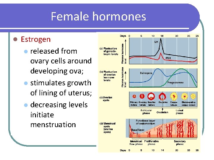 Female hormones l Estrogen l released from ovary cells around developing ova; l stimulates