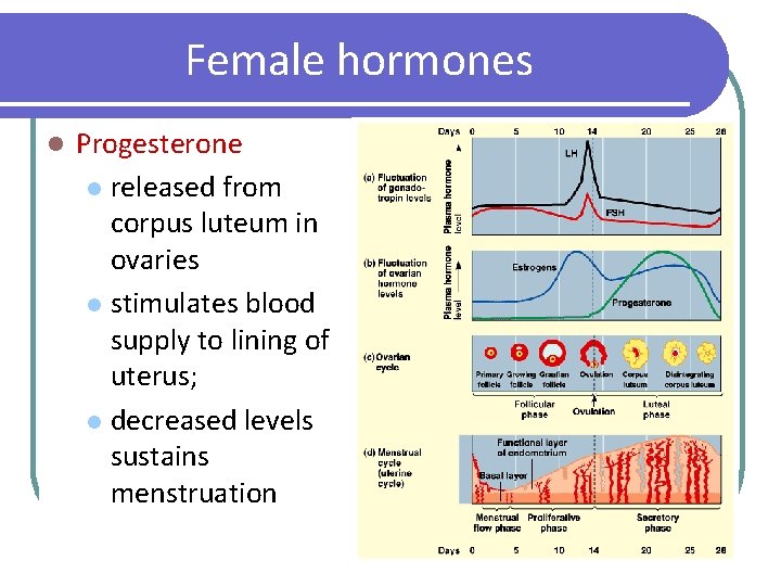 Female hormones l Progesterone l released from corpus luteum in ovaries l stimulates blood