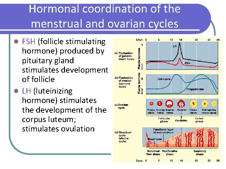 Hormonal coordination of the menstrual and ovarian cycles FSH (follicle stimulating hormone) produced by