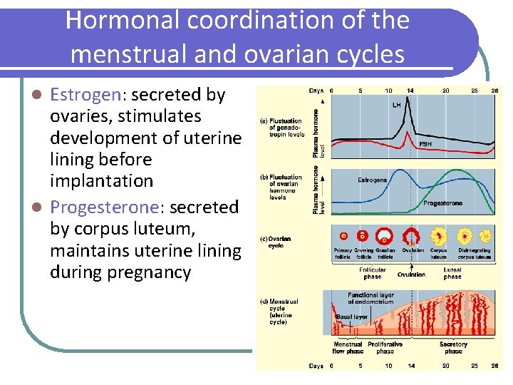 Hormonal coordination of the menstrual and ovarian cycles Estrogen: secreted by ovaries, stimulates development