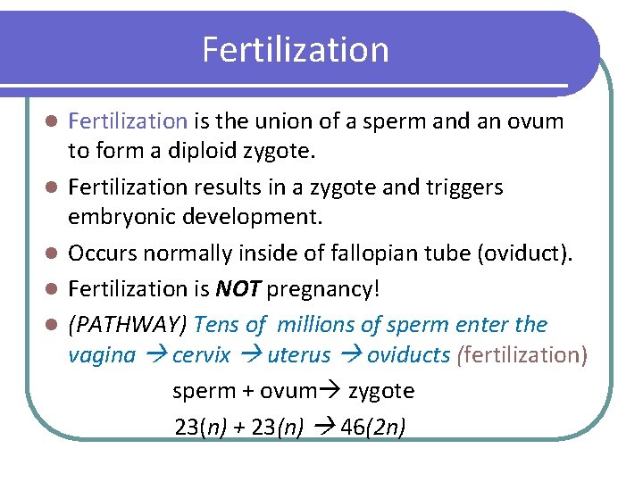 Fertilization l l l Fertilization is the union of a sperm and an ovum