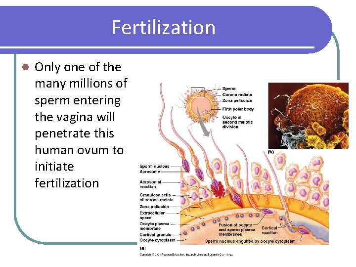 Fertilization l Only one of the many millions of sperm entering the vagina will