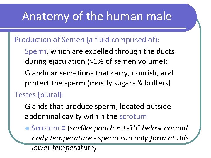 Anatomy of the human male Production of Semen (a fluid comprised of): Sperm, which