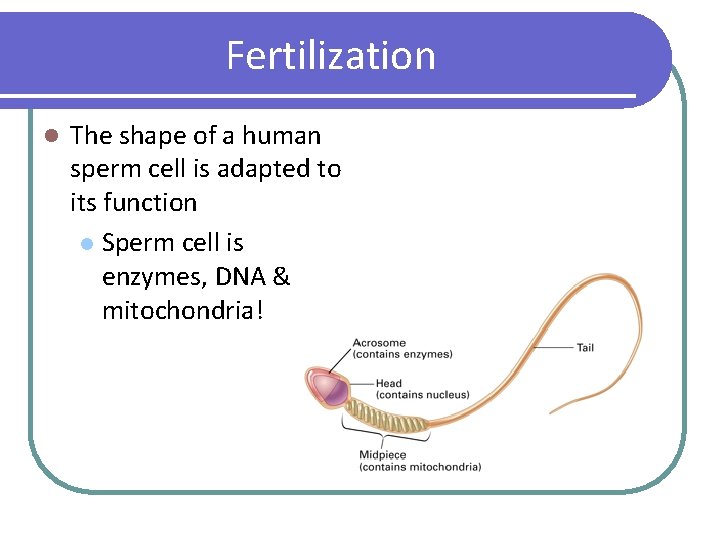 Fertilization l The shape of a human sperm cell is adapted to its function