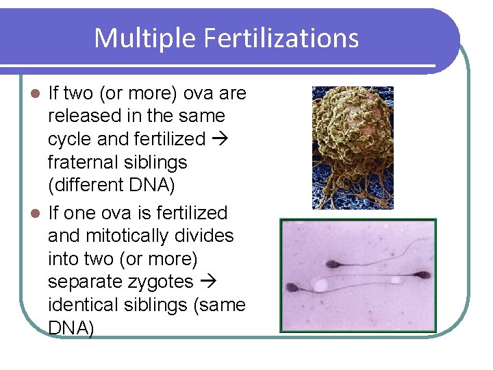 Multiple Fertilizations If two (or more) ova are released in the same cycle and