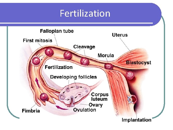 Fertilization 