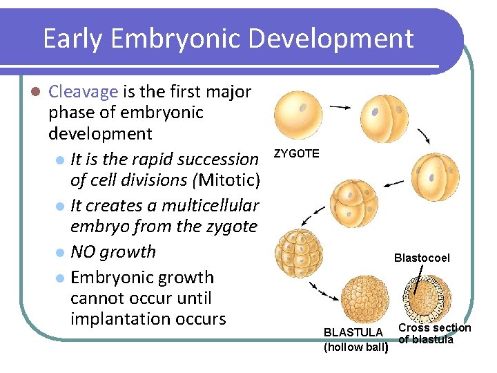 Early Embryonic Development l Cleavage is the first major phase of embryonic development l