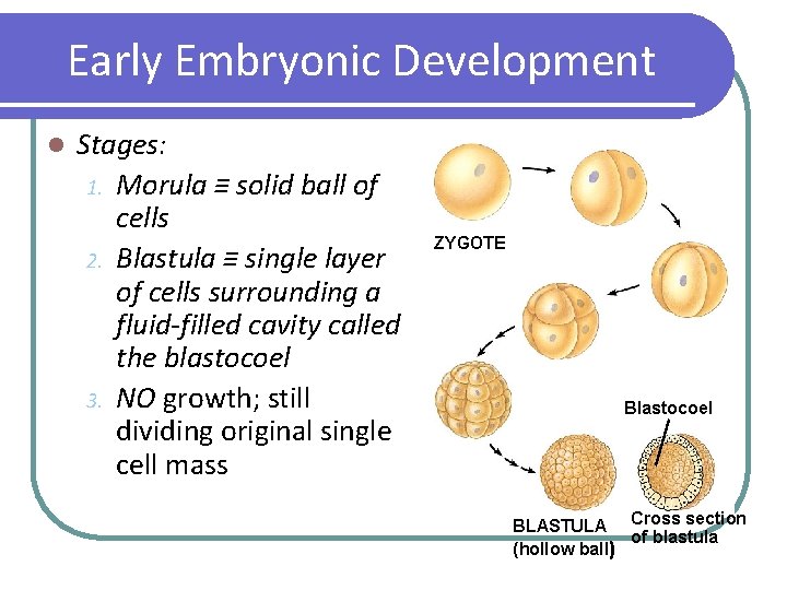 Early Embryonic Development l Stages: 1. Morula ≡ solid ball of cells 2. Blastula