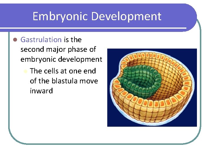 Embryonic Development l Gastrulation is the second major phase of embryonic development l The